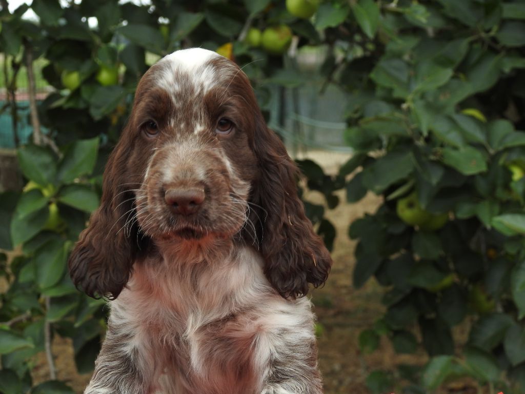 Du Clos De La Majesty - Chiots disponibles - Cocker Spaniel Anglais