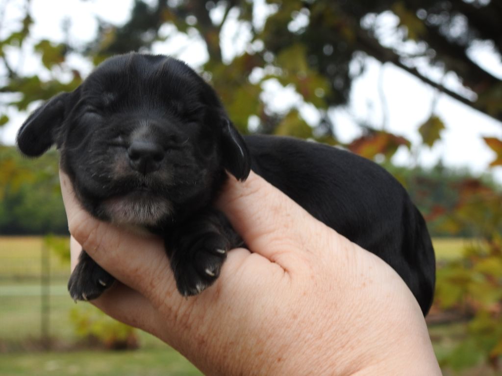 Du Clos De La Majesty - Chiots disponibles - Cocker Spaniel Anglais